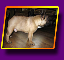 french bulldog Gulliver Kron Vekar