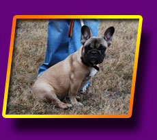 french bulldog Grossa Bis Kron Vekar