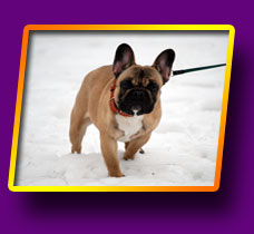 french bulldog Grossa Bis Kron Vekar