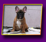 french bulldog Jeremy Kron Vekar
