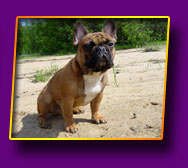 french bulldog Jeremy Kron Vekar