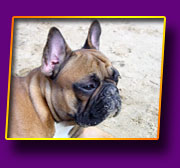 french bulldog Jeremy Kron Vekar