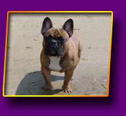 french bulldog Jeremy Kron Vekar