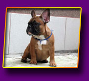 french bulldog Jasmin Kron Vekar