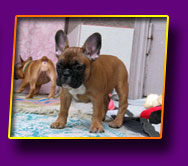 french bulldog Jasmin Kron Vekar