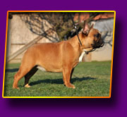 french bulldog Jasmin Kron Vekar