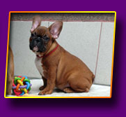 french bulldog Jackpot Kron Vekar