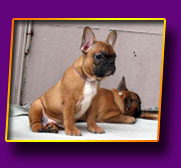 french bulldog Janita Kron Vekar