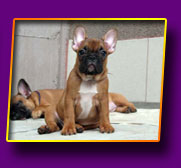 french bulldog Janita Kron Vekar