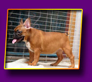 french bulldog Janita Kron Vekar