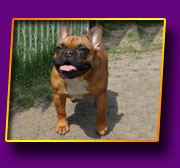 french bulldog Janita Kron Vekar