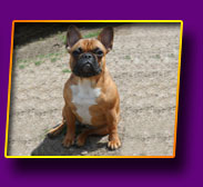 french bulldog Janita Kron Vekar