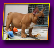 french bulldog Juna Kron Vekar