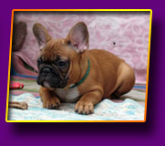 french bulldog Juna Kron Vekar