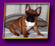 french bulldog Juna Kron Vekar
