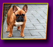french bulldog Juna Kron Vekar