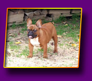 french bulldog Jackpot Kron Vekar