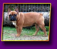 french bulldog Juna Kron Vekar