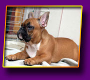 french bulldog Jolly Kron Vekar