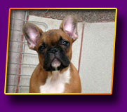 french bulldog Jolly Kron Vekar