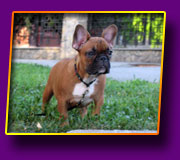french bulldog Jolly Kron Vekar