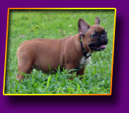 french bulldog Jolly Kron Vekar