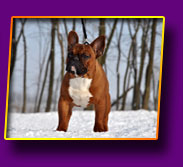 french bulldog Jackpot Kron Vekar