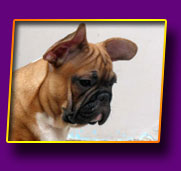 french bulldog Joel Kron Vekar