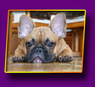french bulldog Joel Kron Vekar