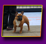 french bulldog Joel Kron Vekar