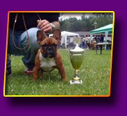 french bulldog Nelly Queen Kron Vekar