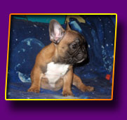 french bulldog Nyam Nyam Kron Vekar