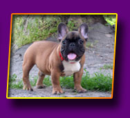 french bulldog Nyam Nyam Kron Vekar