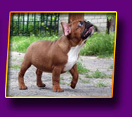 french bulldog Number One Kron Vekar