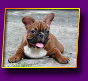 french bulldog Number One Kron Vekar