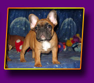 french bulldog Nice Girl Kron Vekar