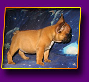 french bulldog Nice Girl Kron Vekar