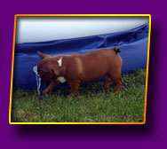 french bulldog Nelly Queen Kron Vekar
