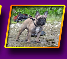 french bulldog, Litter 