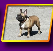 french bulldog, Litter 