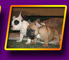 french bulldog, Litter 