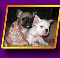 french bulldog, Litter 