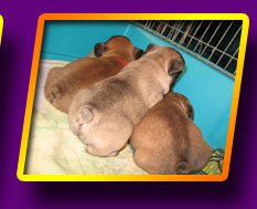 french bulldog, Litter 