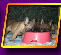 french bulldog, Litter 