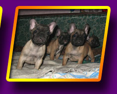 french bulldog, Litter 