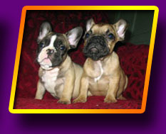 french bulldog, Litter 