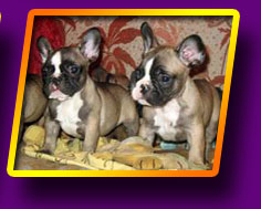 french bulldog, Litter 