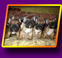 french bulldog, Litter 