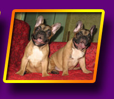 french bulldog, Litter 