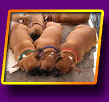 french bulldog, Litter 